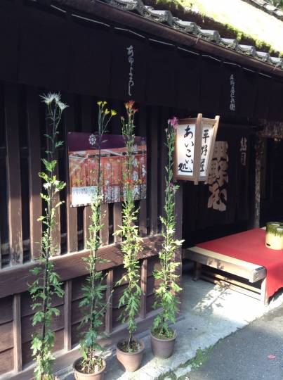 11月1日より大覚寺にて嵯峨菊展が始まります。